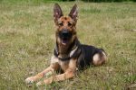 犬名:グレーテル オブ ウエスト アシダ 愛称:ジニー 犬種:シェパード、牝 活動種別:足跡追及